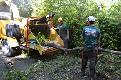 tree services West Rancho Dominguez